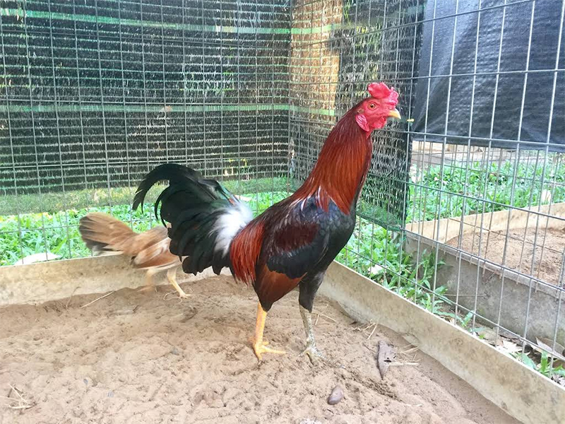 Hướng dẫn cách chăm sóc các linh kê chuẩn
