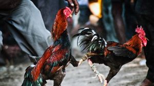 Tổng qua về đá gà cựa dao